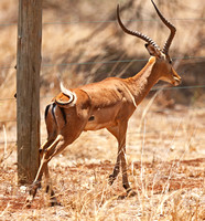 Meru — Male Impala and Fence