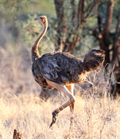 Meru — Silhouetted Ostrich