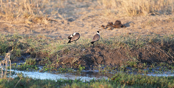 Spur-winged Lapwings