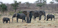 Meru — Elephants at Eventide