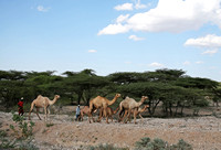 Isiolo — Camels