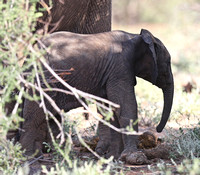 Samburu — Shaded Elephant Toddler
