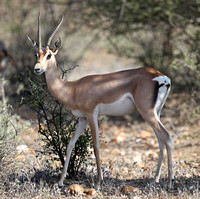 Samburu — Nanger granti