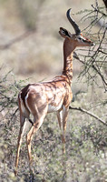 Samburu — Two Male Gerenuk