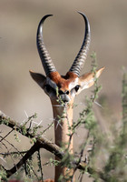 Samburu — Male Gerenuk Portraits