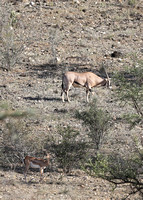 Samburu — Solitary Oryx