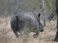 A Rhino's Morning Routine