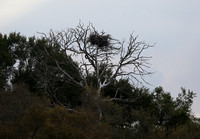 Saddle-billed Stork Nest