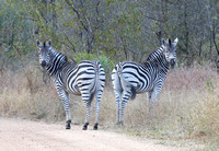Zebra Pair