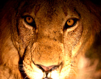 Lion by Night
