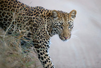 Emerging Leopard