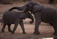 Elephant Friendship