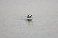 Recurvirostra avosetta - 反嘴鹬