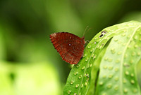 Singapore - Elymnias hypermnestra agina 'Palmfly'