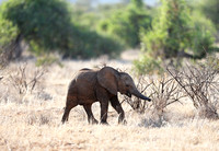 Samburu — Elephantine Traveller