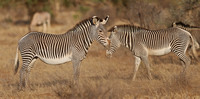 Samburu — Zebra Variation