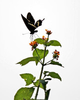 香港 - Papilio helenus on Lantana at Kadoorie Farm's Butterfly Garden