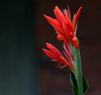 Red Canna with Spiderweb