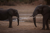 Deux Éléphants