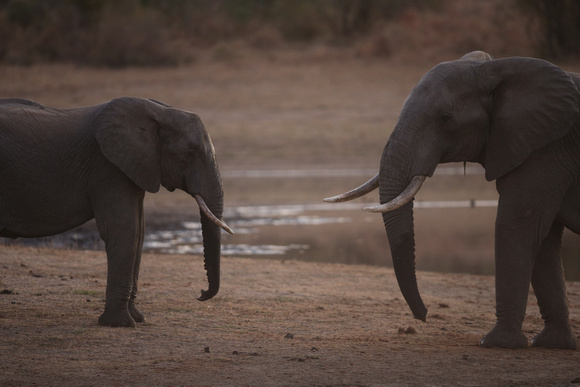 Deux Éléphants