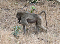 Manyeleti Resident Primate