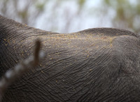 Tree Litter on Elephant Hide