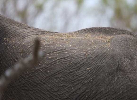 Tree Litter on Elephant Hide