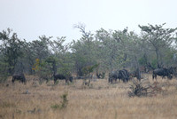 Connochaetes taurinus Herd