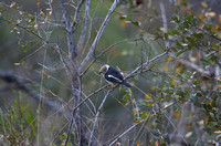 Prionops plumatus in a Tree