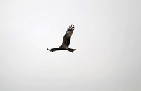 Hong Kong - Milvus migrans (Black Kite) Over Peng Chau