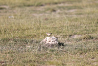Amboseli — Oenanthe isabellina in the Afternoon