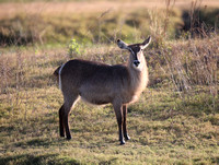 Young Kobus ellipsiprymnus