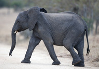 Elephant Youngster