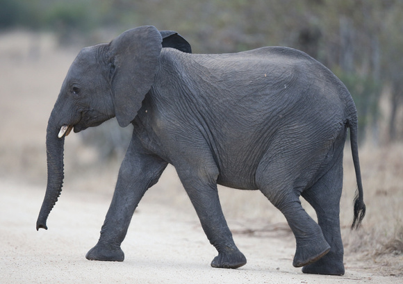 Elephant Youngster