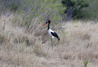 Ephippiorhynchus senegalensis