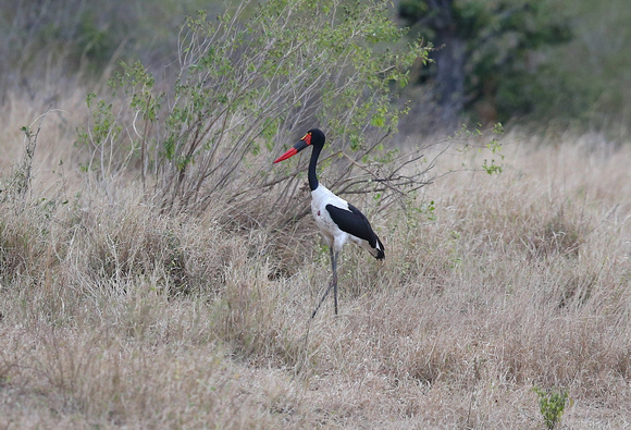 Colors of Ephippiorhynchus senegalensis