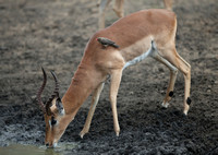 Impala and Oxpeckers