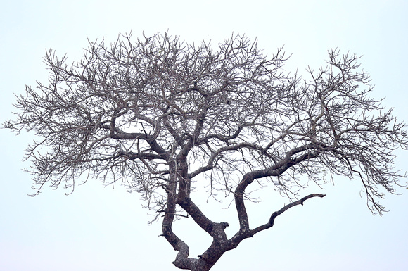 Tree Silhouette