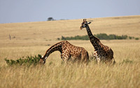Kenya - Giraffes In Tall Grass