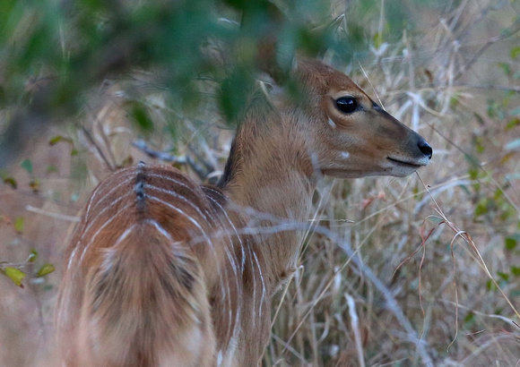 Nyala Expression