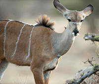 Samburu — Feeding Calf
