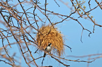 Samburu — Plocepasser mahali with Woven Nest