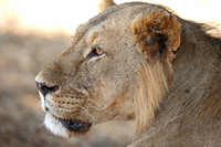 Samburu — Lion Encounter
