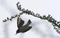 Samburu — Active Eastern Violet-backed Sunbird