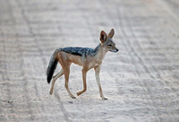 Samburu — Canis mesomelas