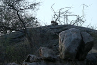 Samburu — Dying Female Leopard