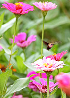 Hovering Sphingidae sp. with Zinnia Pollen