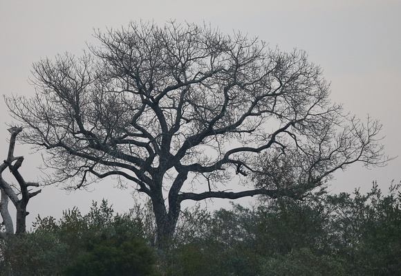 Eye-catching Winter Tree