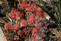 Red Aloe Blooms