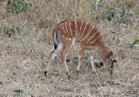 Very Young Nyala